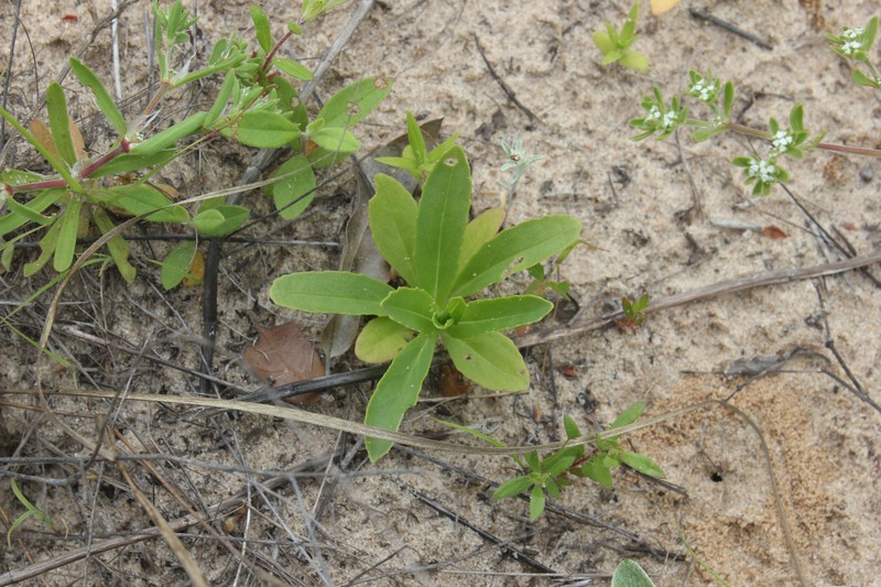 Brazoria truncata var. pulcherrima photo 6