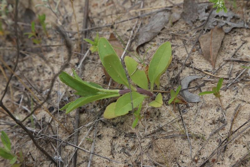 Brazoria truncata var. pulcherrima photo 8