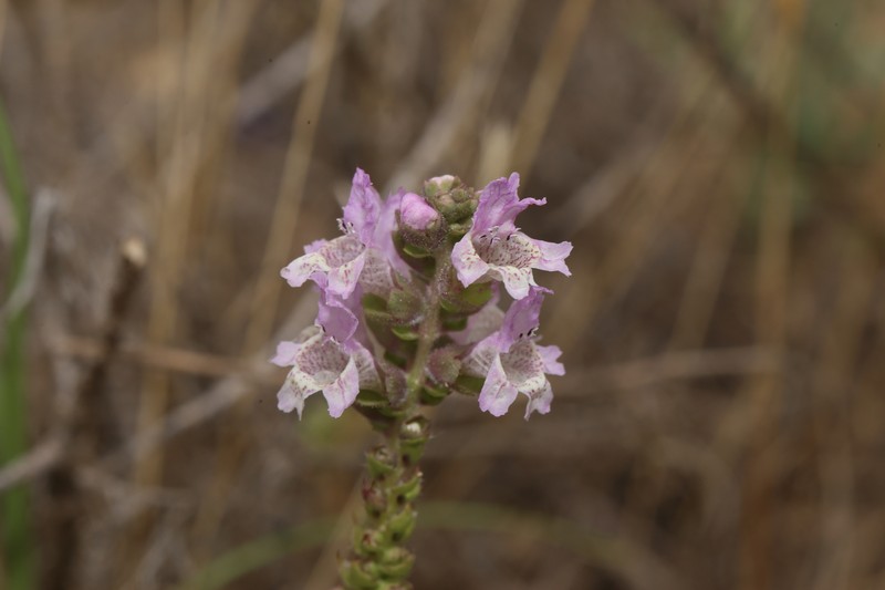 Brazoria truncata var. truncata