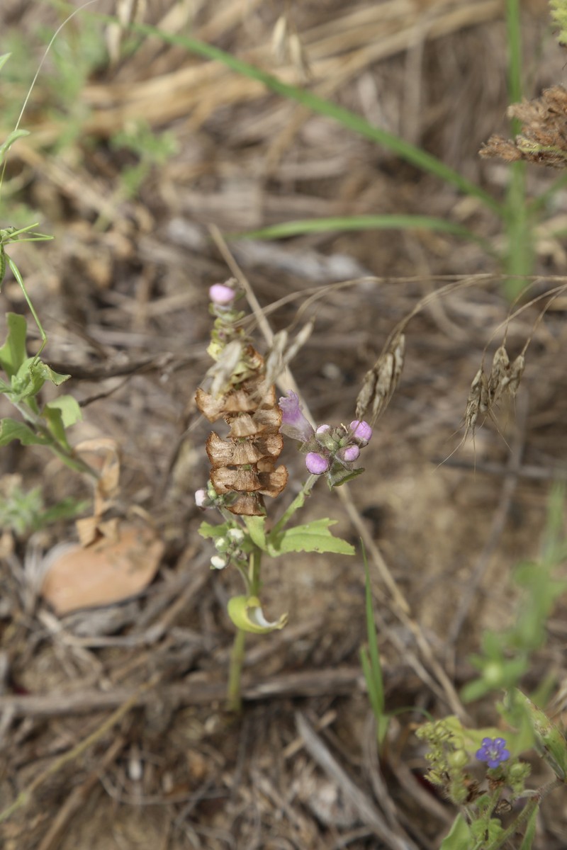 Brazoria truncata var. truncata photo 2