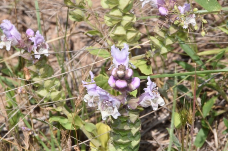 Brazoria truncata var. truncata photo 3