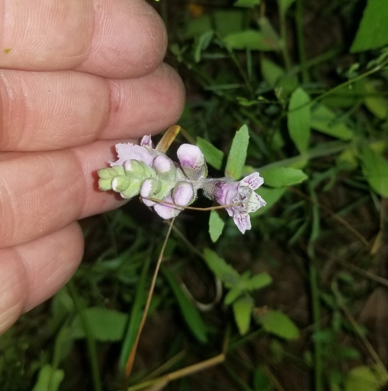 Brazoria truncata var. truncata photo 5