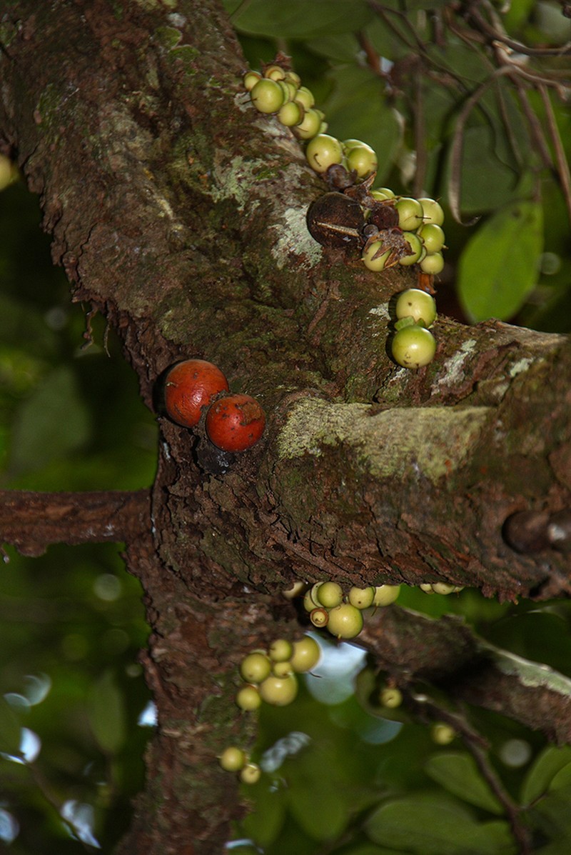 Brazzeia congoensis