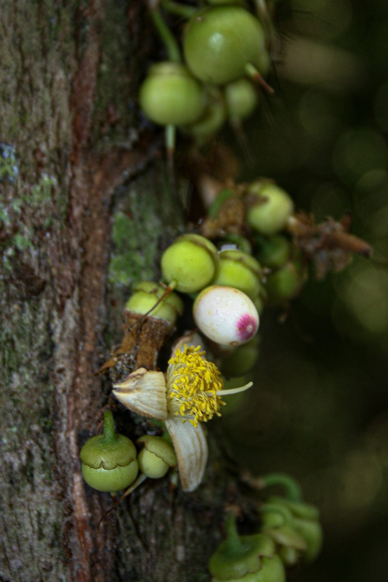 Brazzeia congoensis photo 5