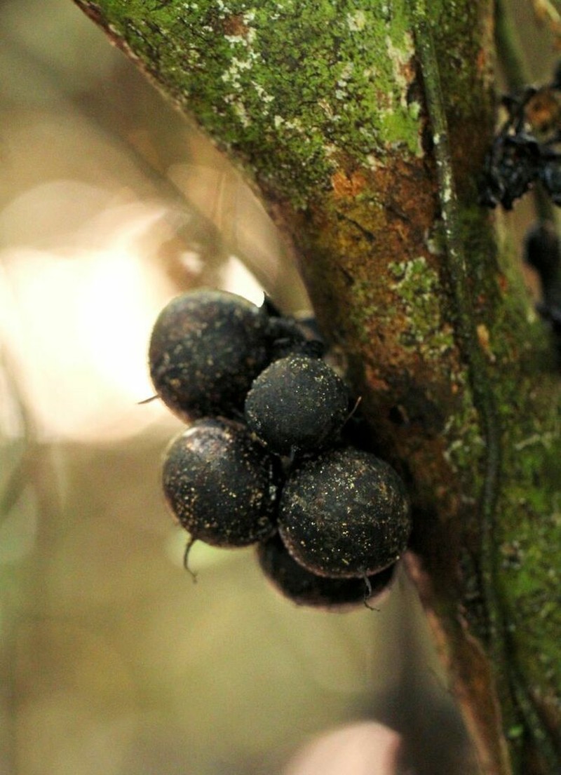 Brazzeia congoensis photo 6