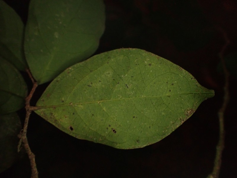 Brazzeia congoensis photo 8