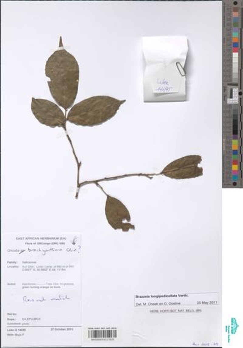 Brazzeia longipedicellata