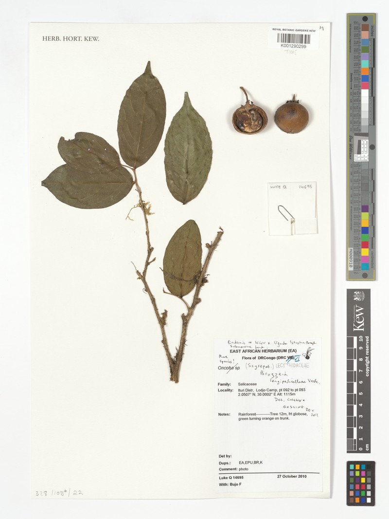Brazzeia longipedicellata photo 2