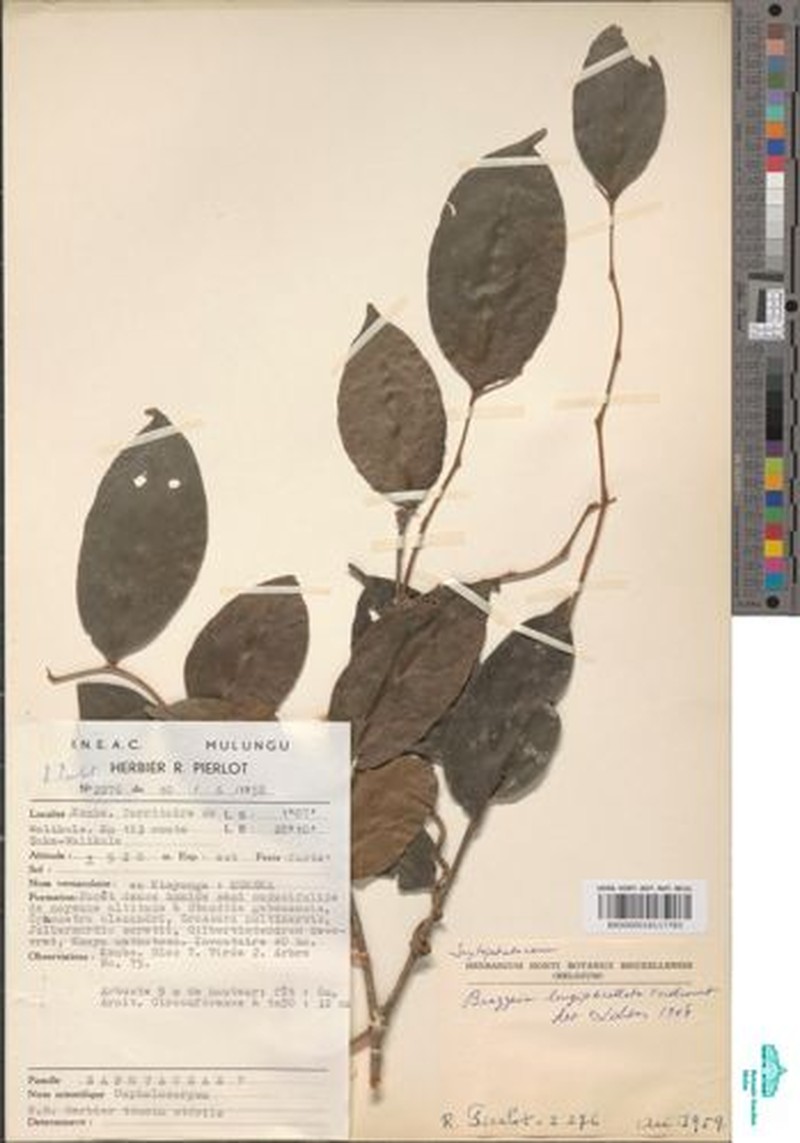 Brazzeia longipedicellata photo 3