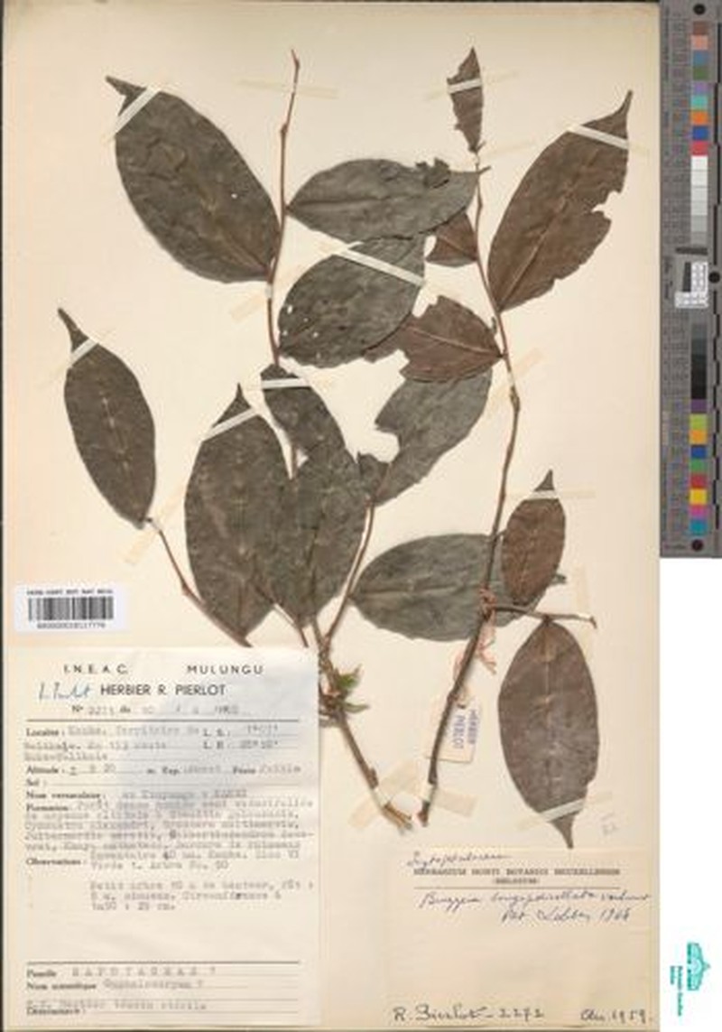 Brazzeia longipedicellata photo 4
