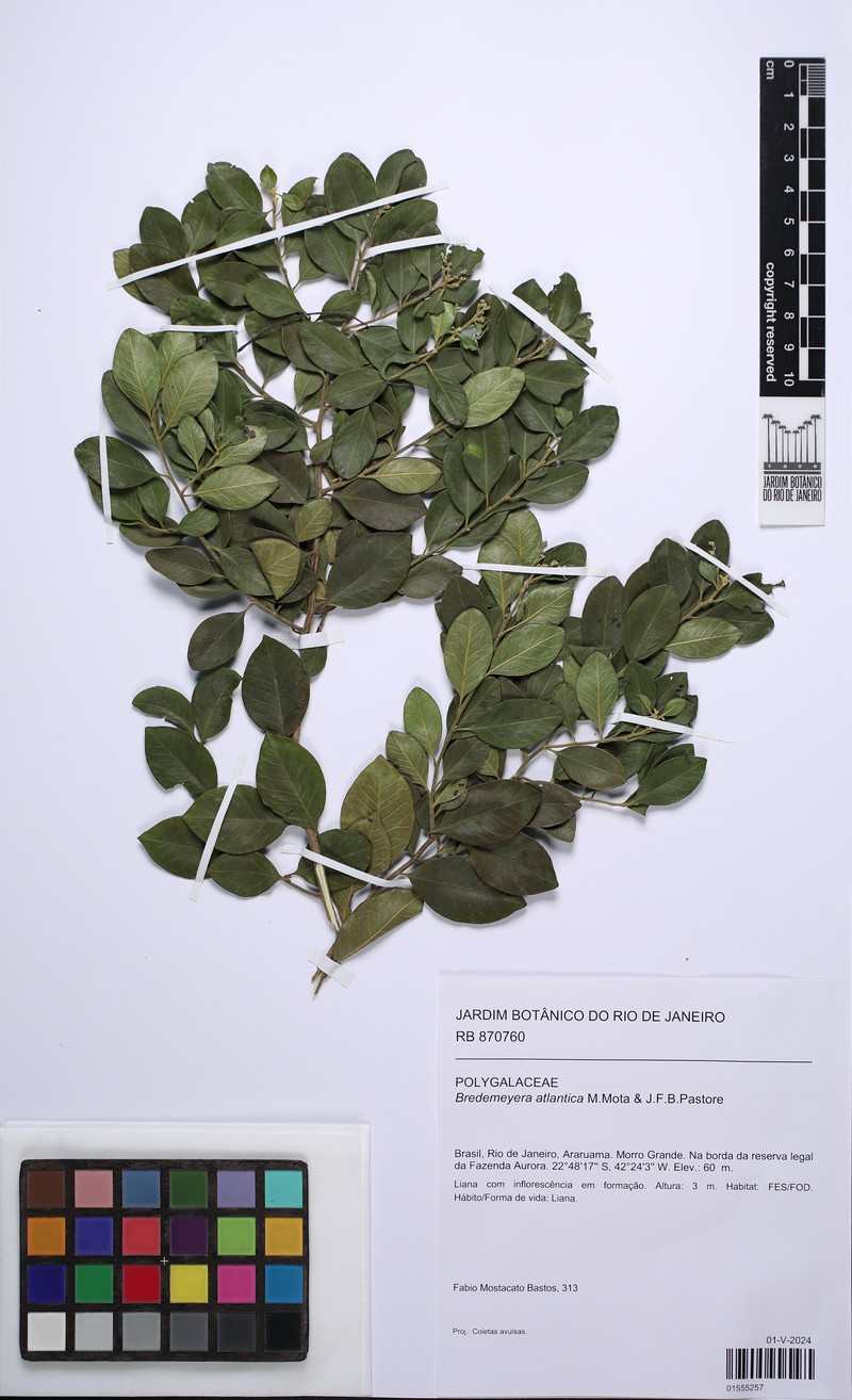 Bredemeyera atlantica