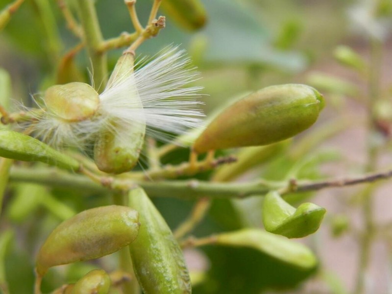 Bredemeyera hebeclada