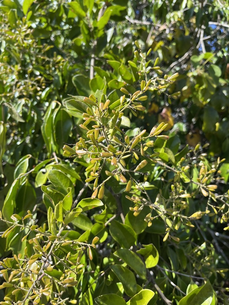 Bredemeyera hebeclada photo 7
