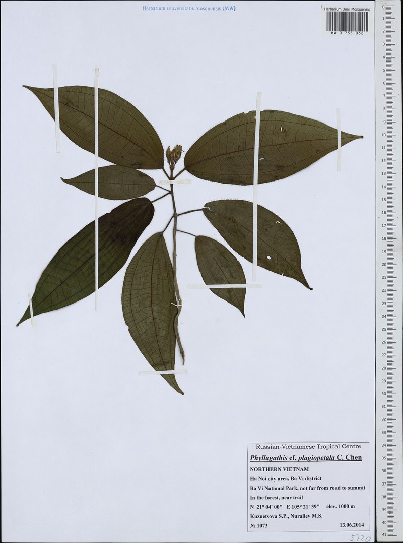 Bredia plagiopetala