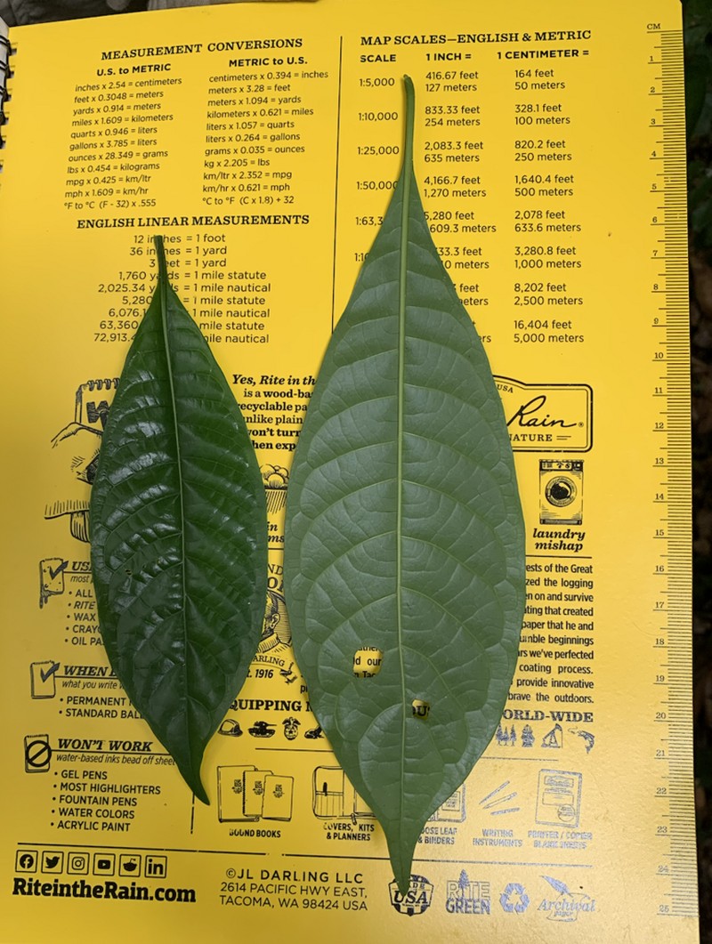 Brenania rhomboideifolia