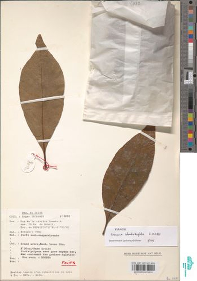 Brenania rhomboideifolia photo 2