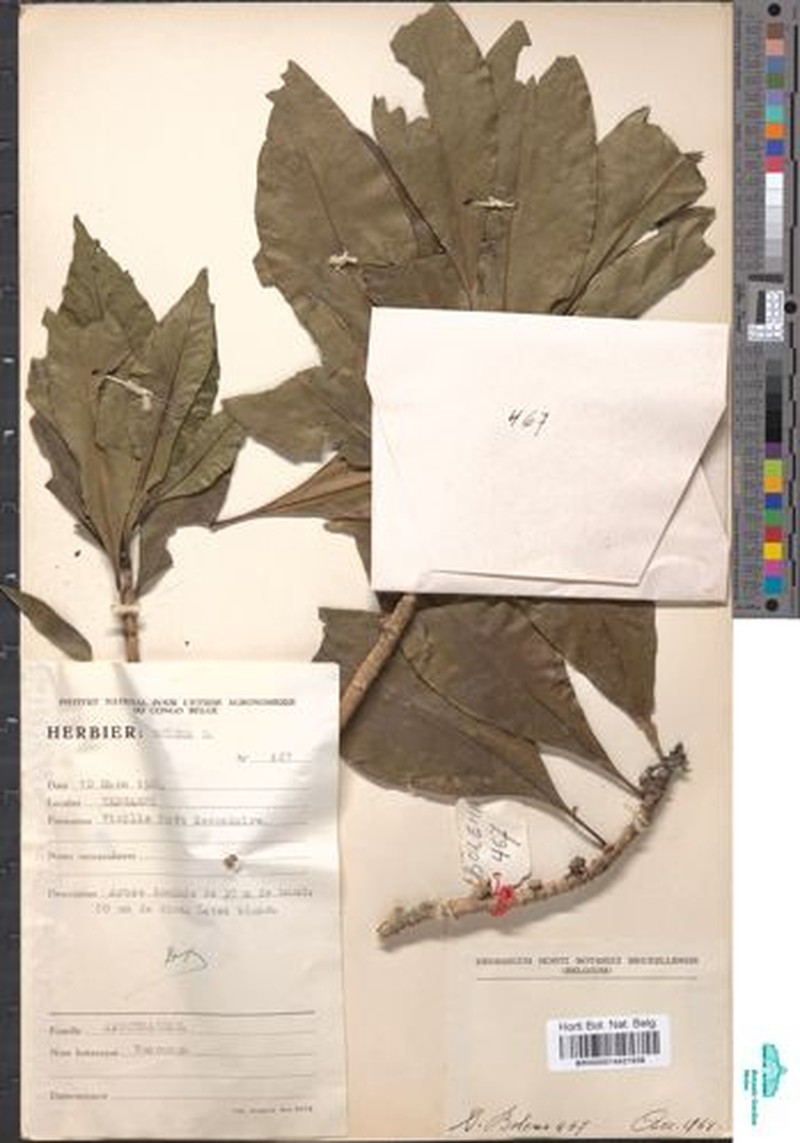 Brenania rhomboideifolia photo 3
