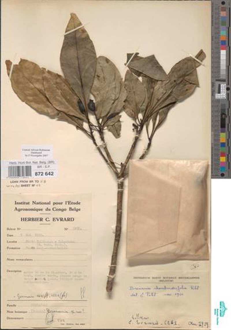 Brenania rhomboideifolia photo 4
