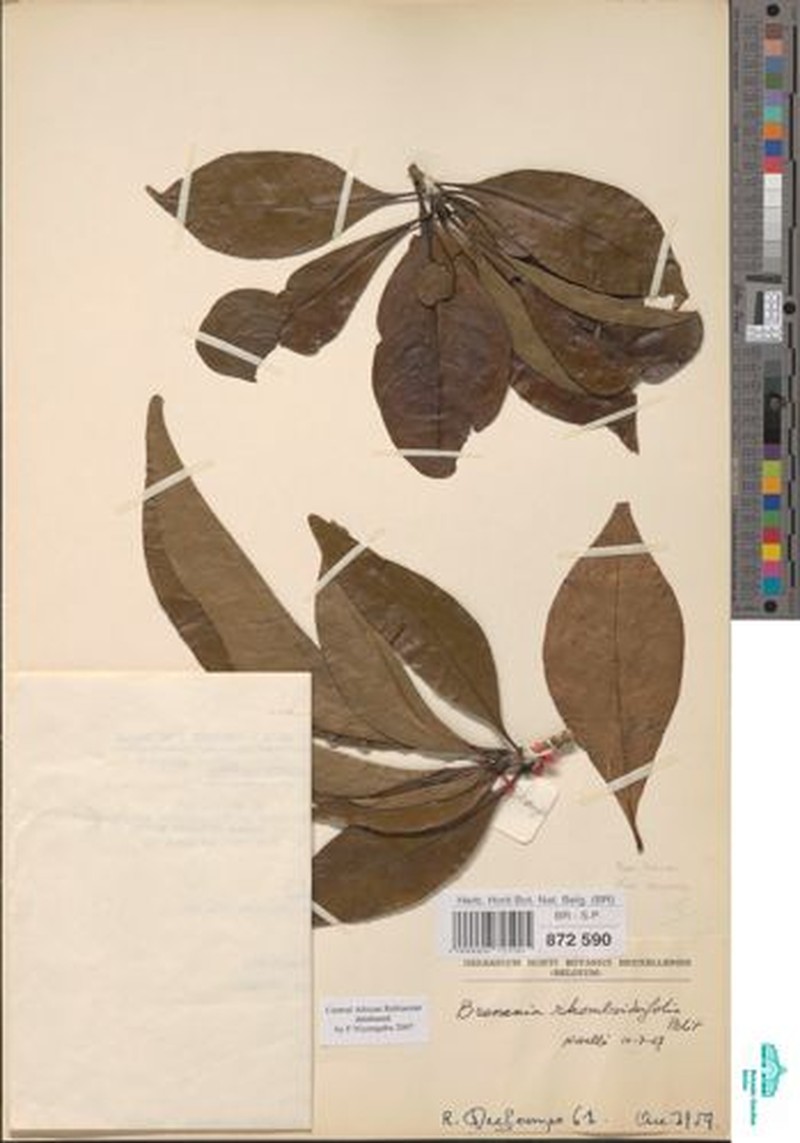 Brenania rhomboideifolia photo 5