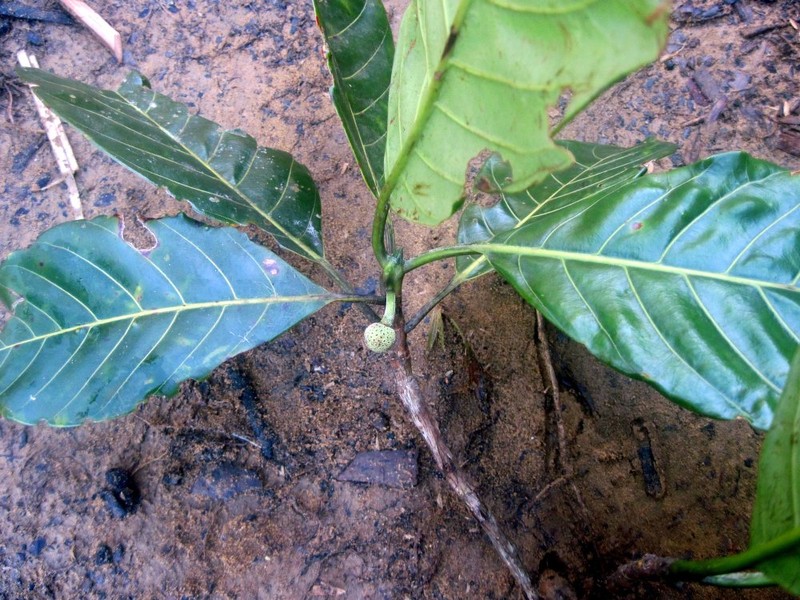 Breonia boivinii