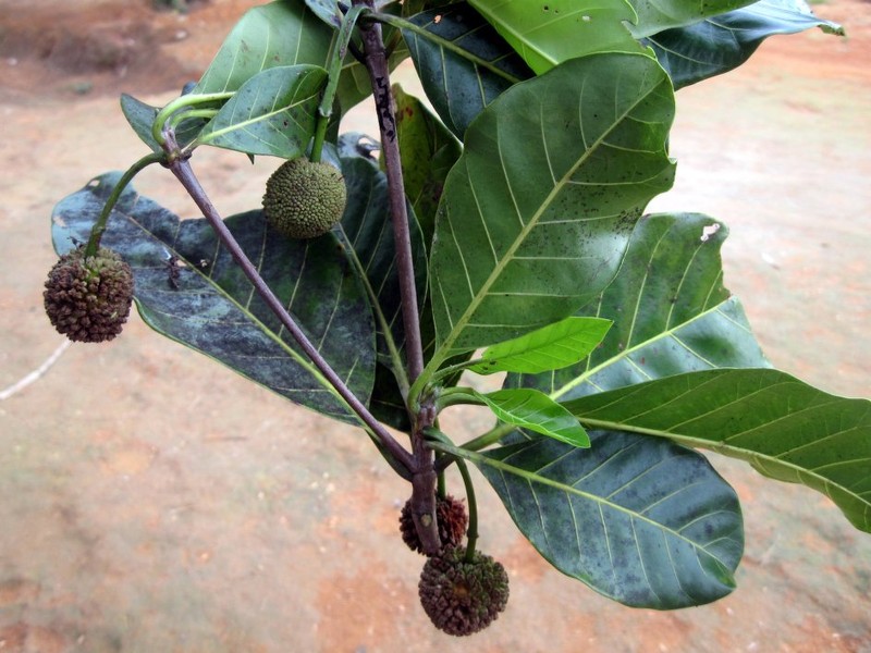 Breonia boivinii photo 2