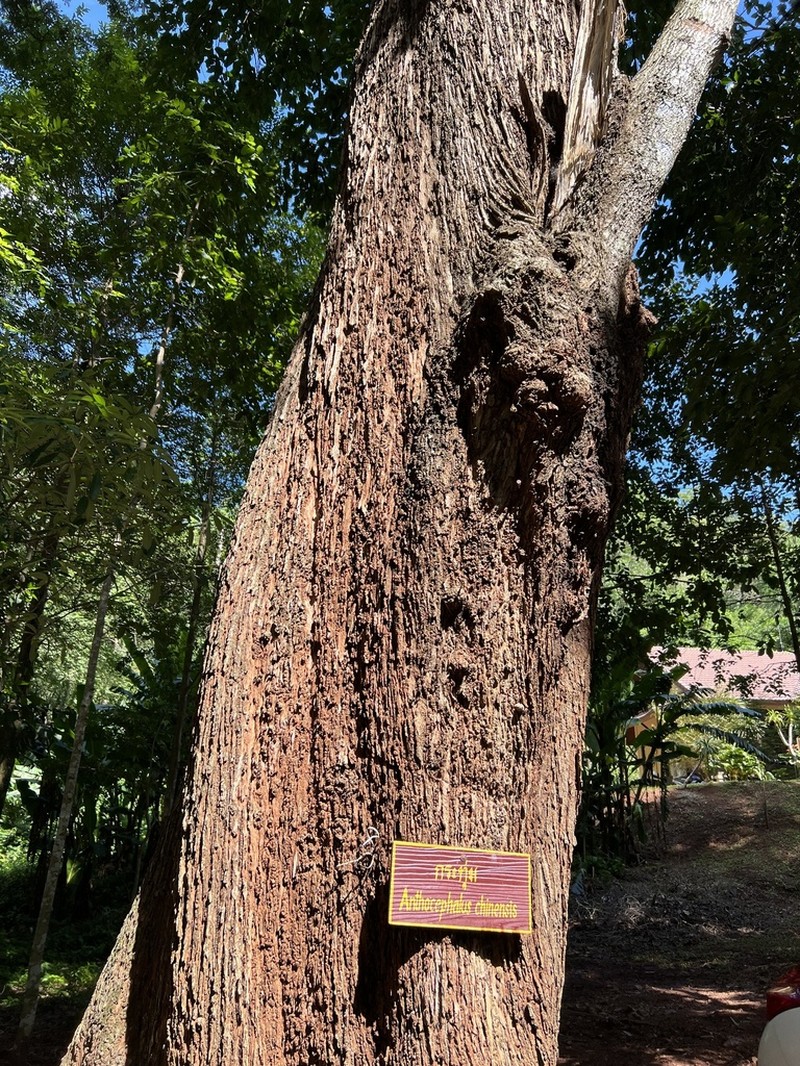 Breonia chinensis