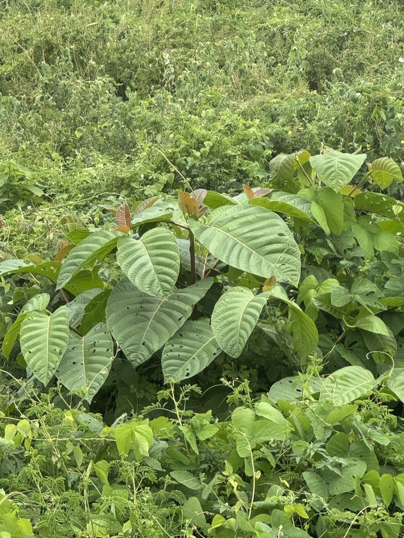 Breonia chinensis photo 2