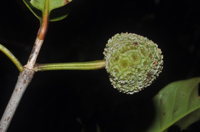 Breonia chinensis photo 3