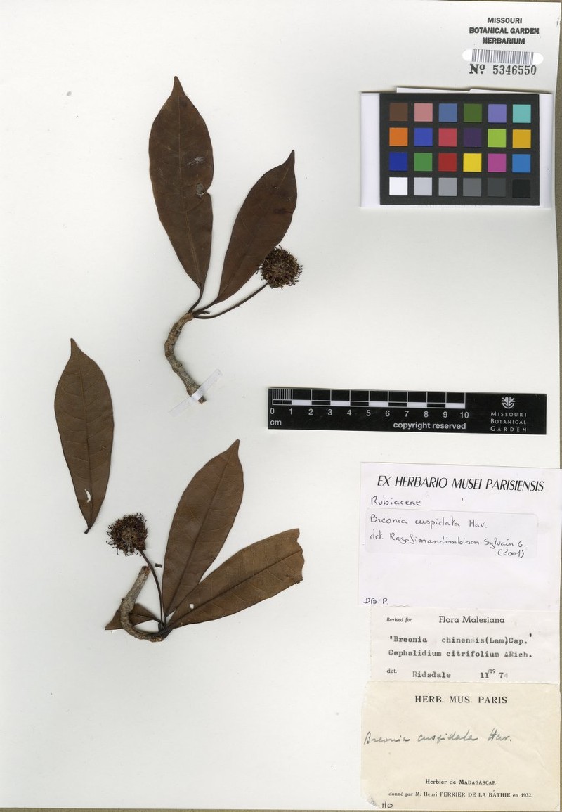 Breonia cuspidata