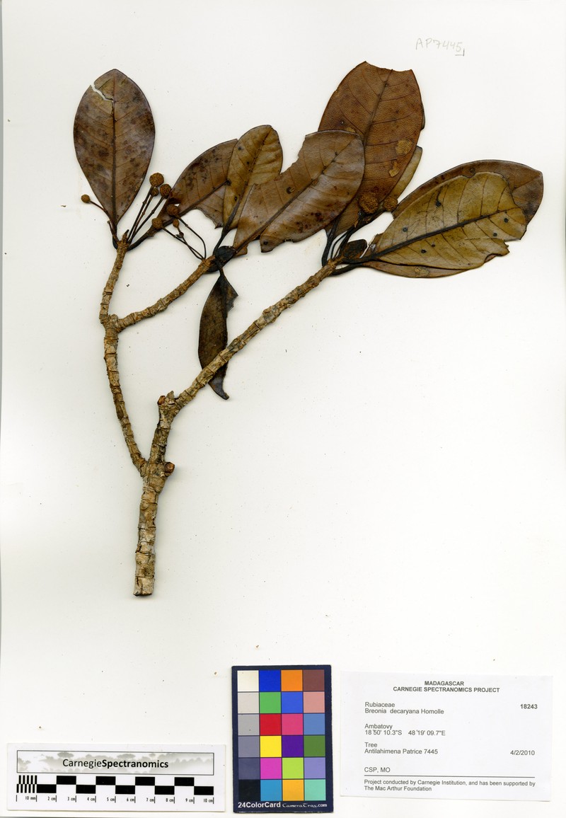Breonia decaryana