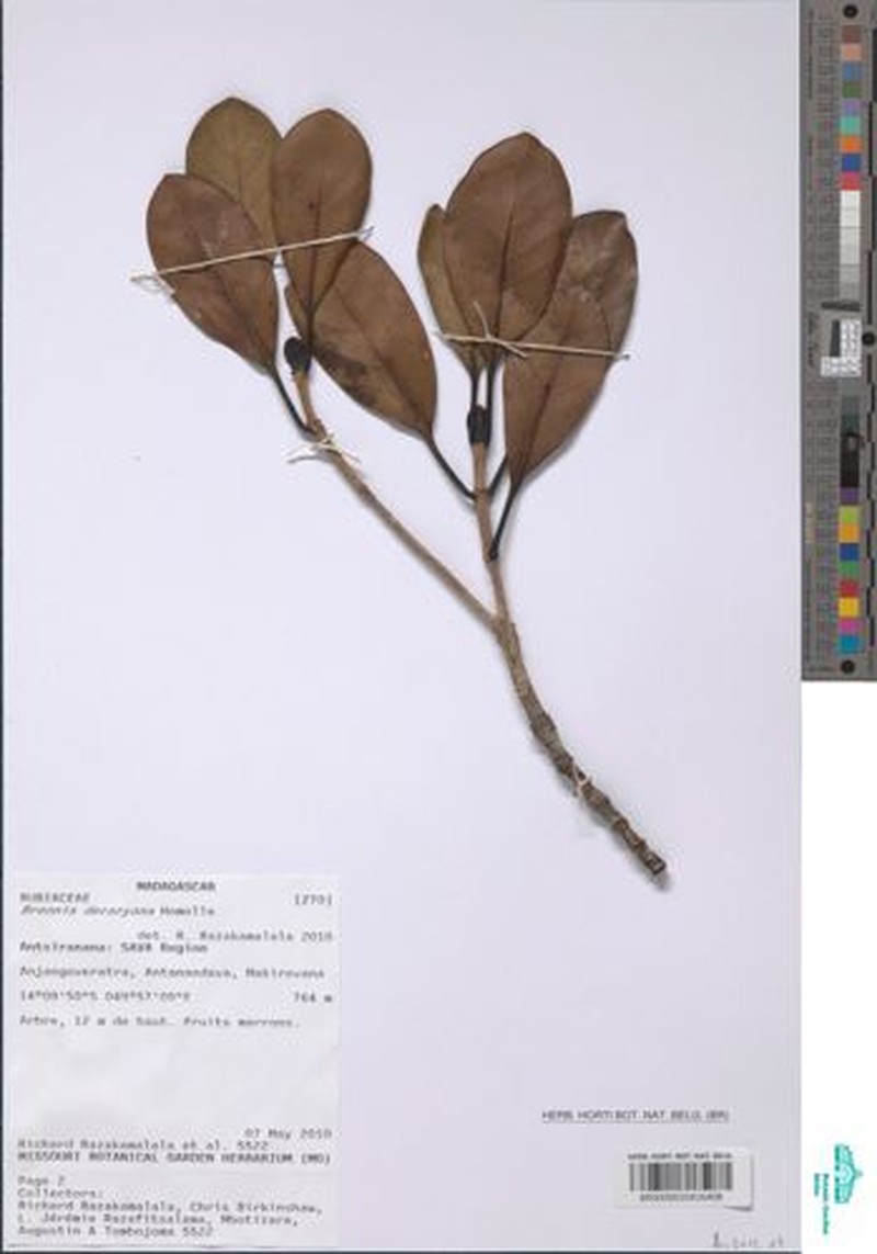Breonia decaryana photo 2