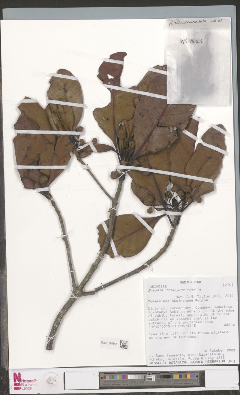 Breonia decaryana photo 3