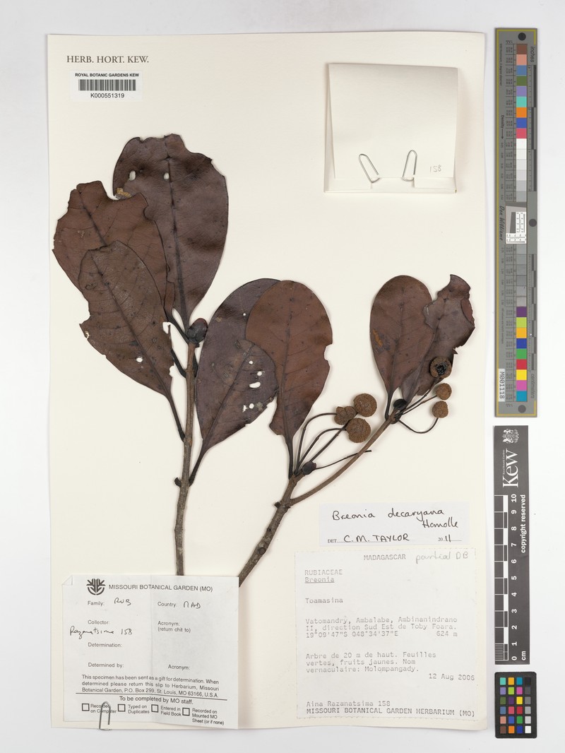 Breonia decaryana photo 4