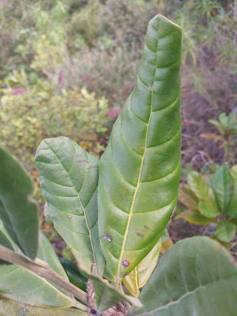 Breonia havilandiana