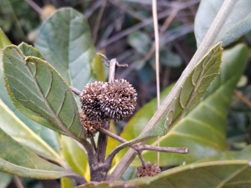 Breonia havilandiana photo 2