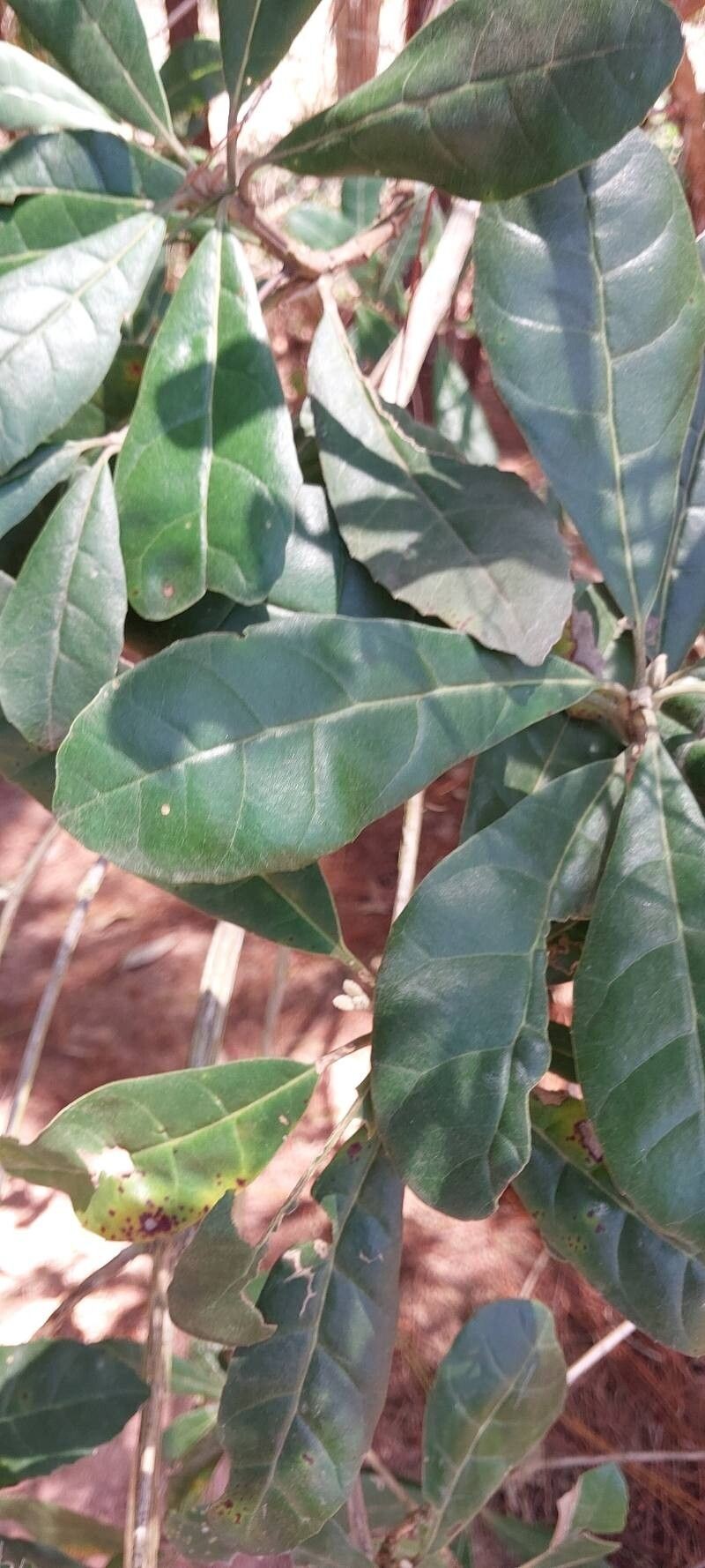 Breonia havilandiana photo 3