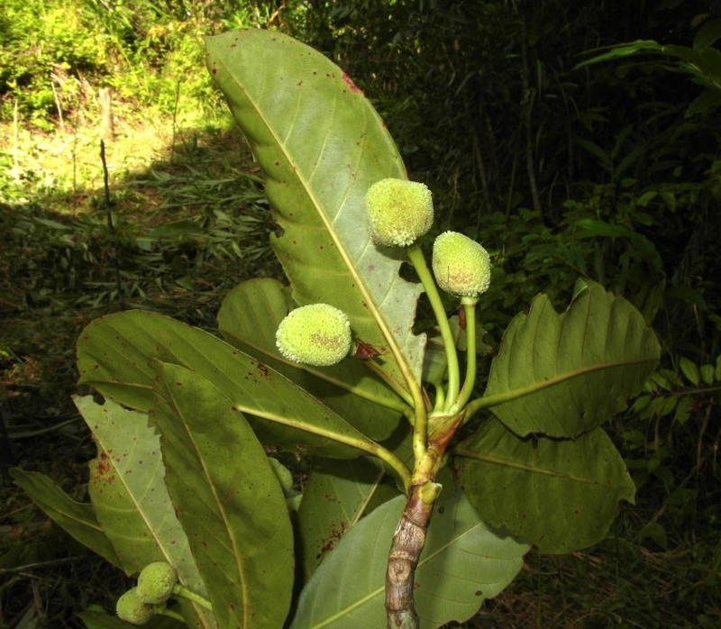 Breonia havilandiana photo 4