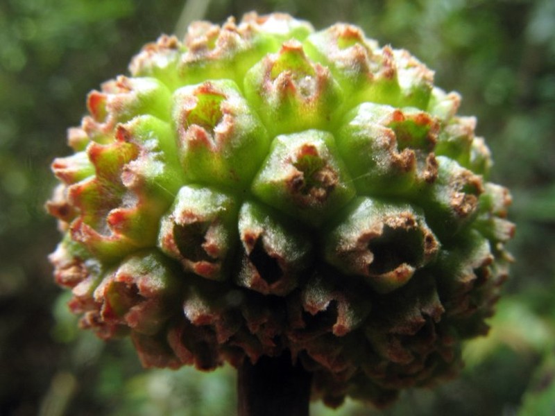 Breonia louvelii photo 2