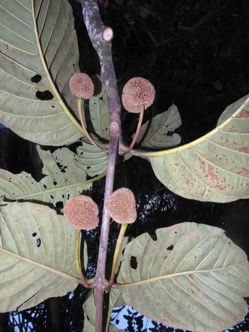 Breonia macrocarpa