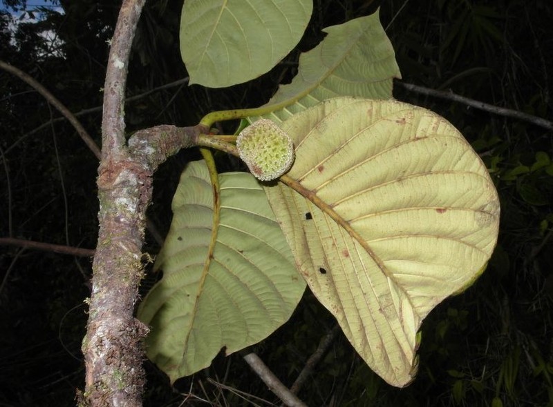 Breonia macrocarpa photo 2
