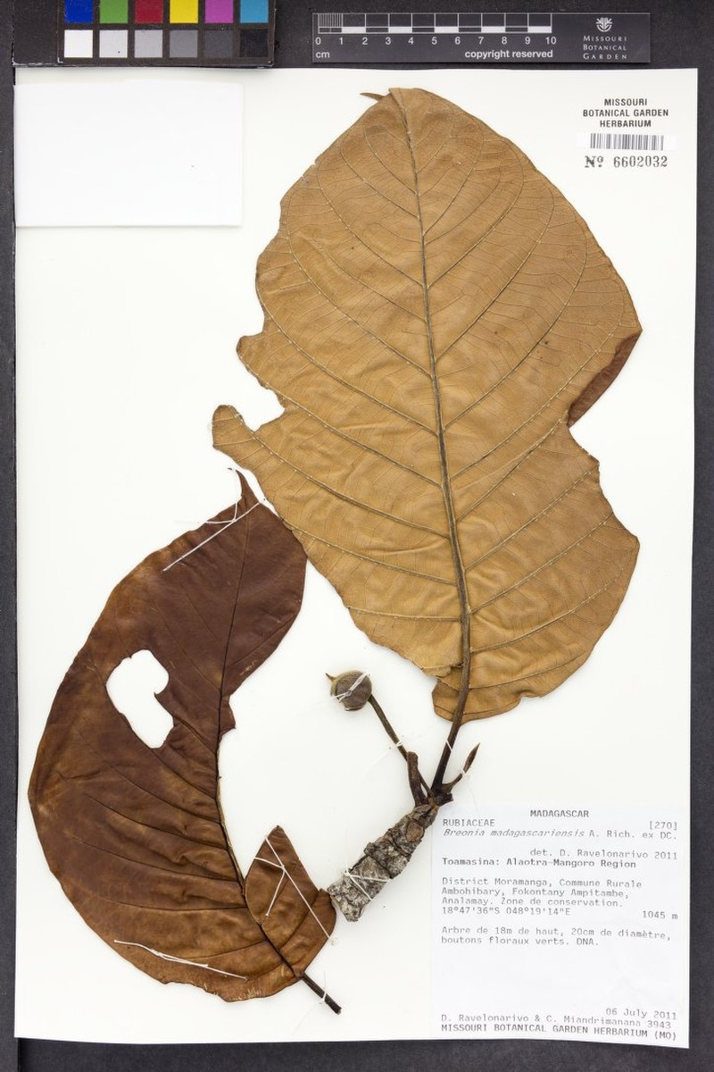 Breonia madagascariensis