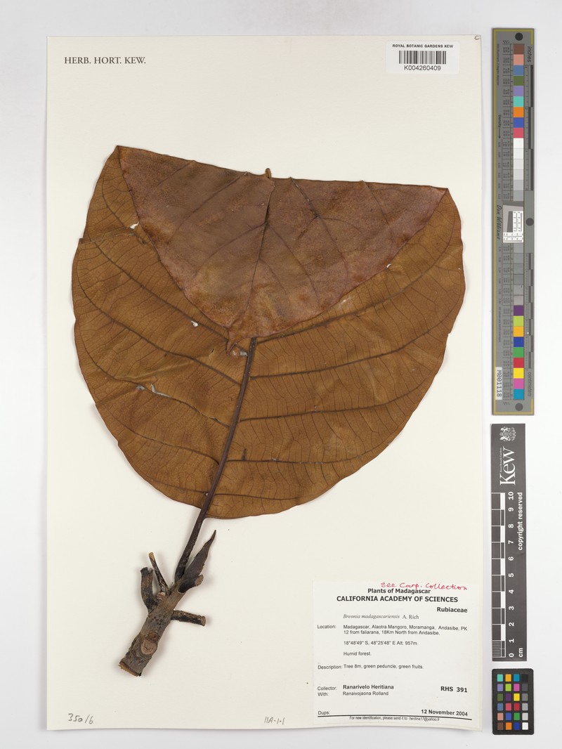 Breonia madagascariensis photo 2