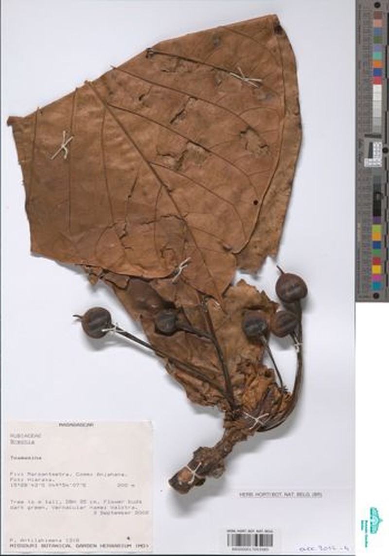 Breonia madagascariensis photo 3