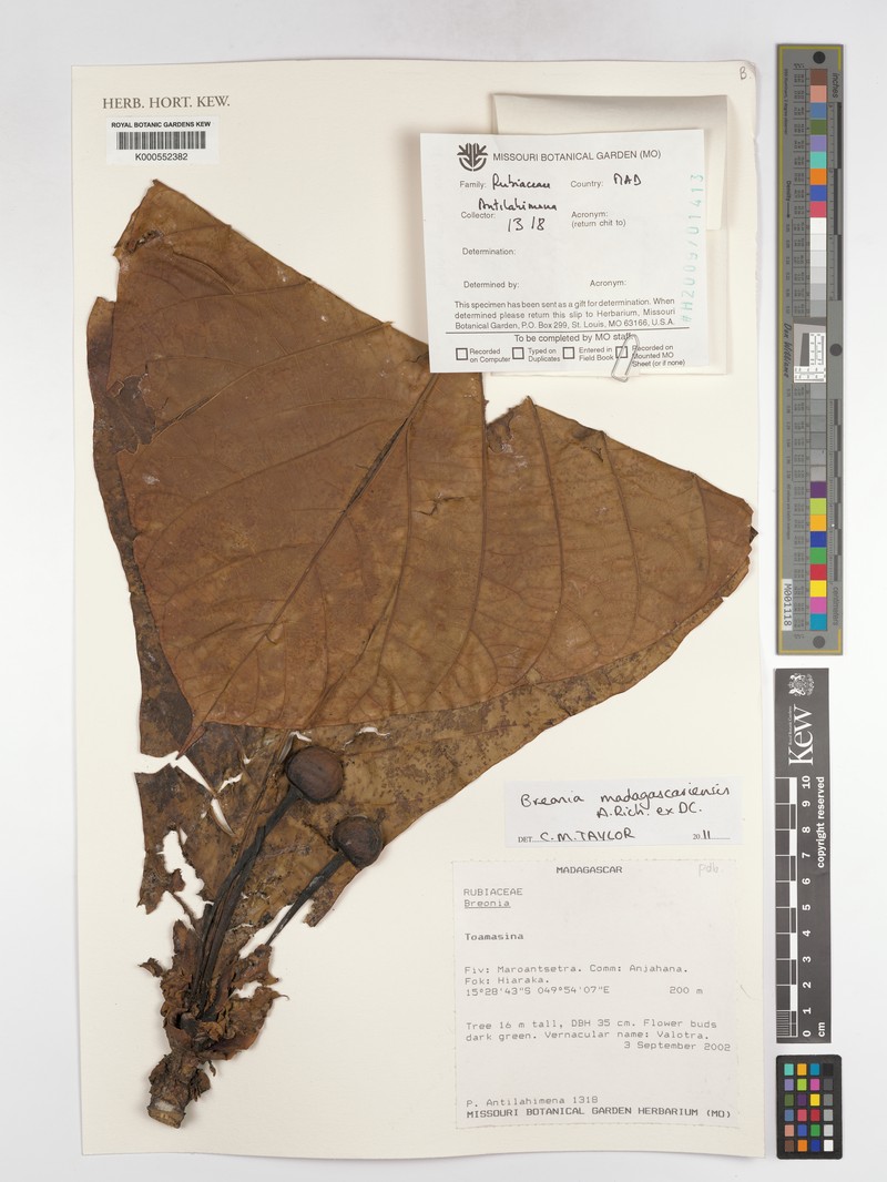 Breonia madagascariensis photo 4
