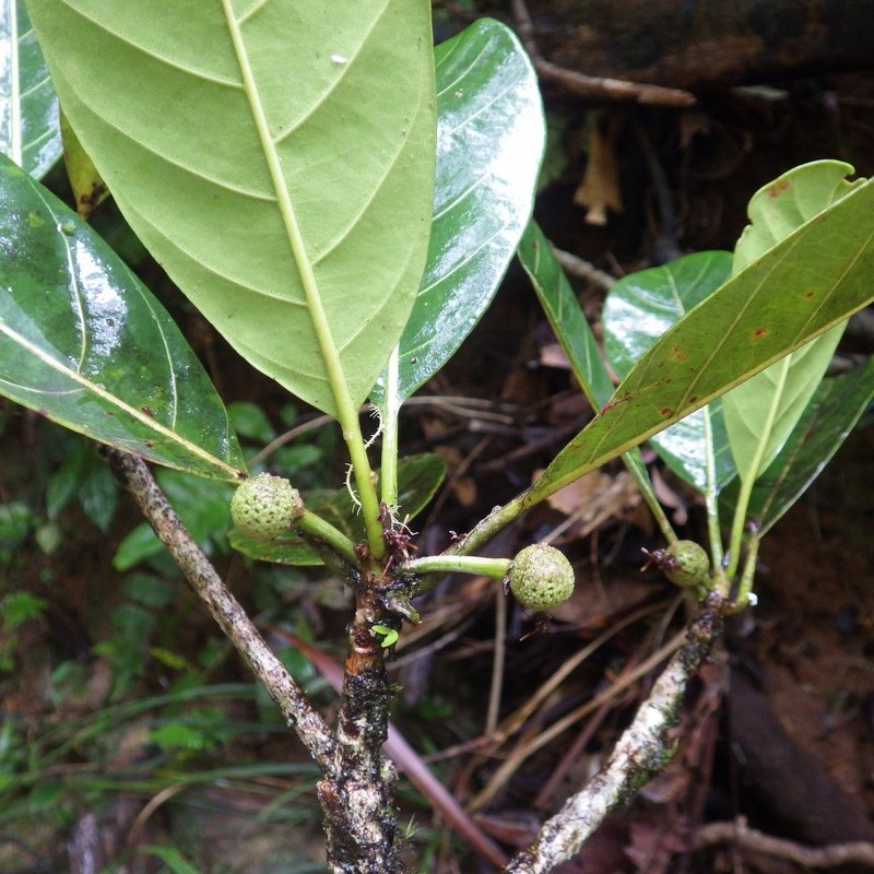 Breonia membranacea