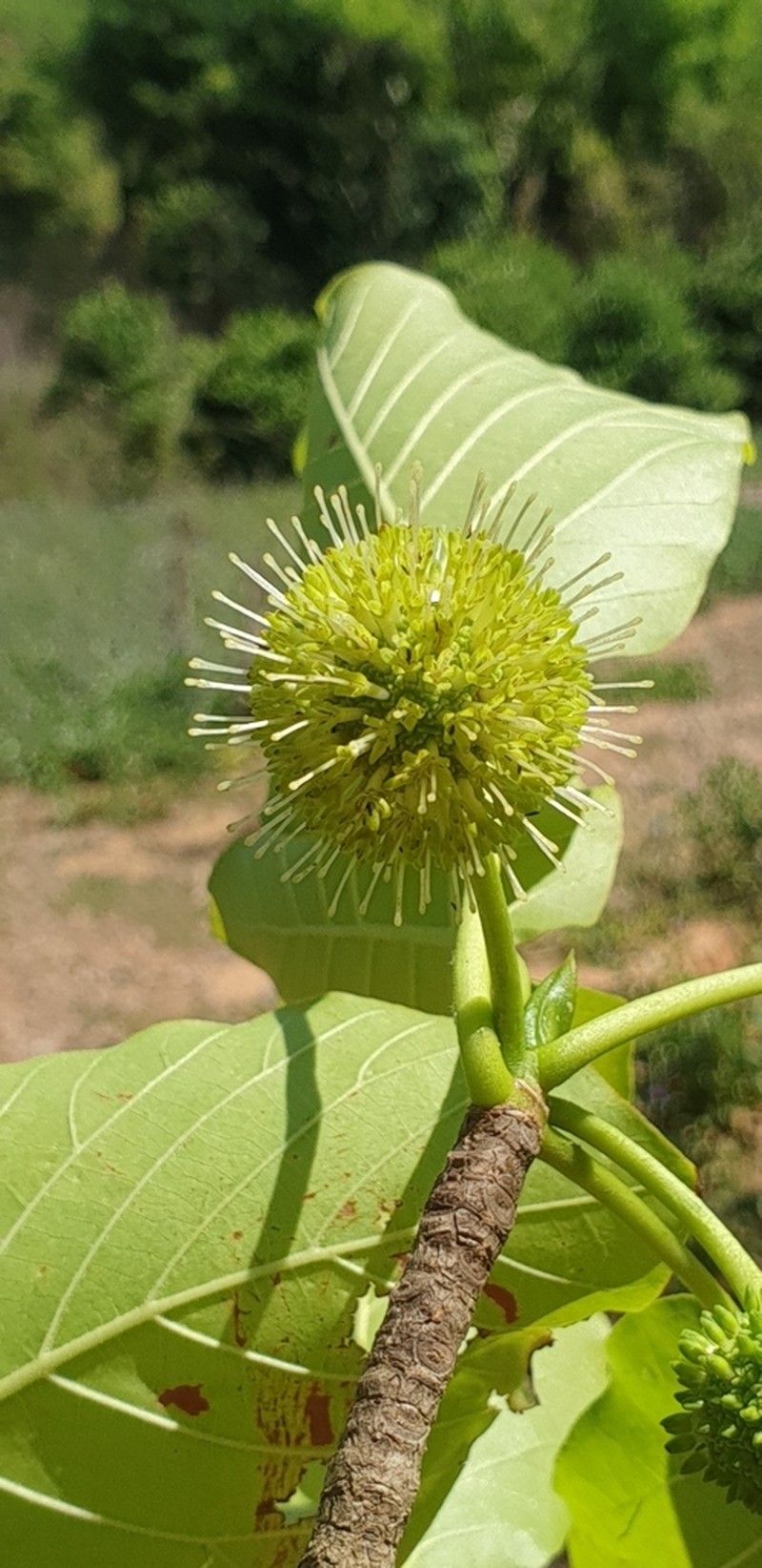 Breonia perrieri