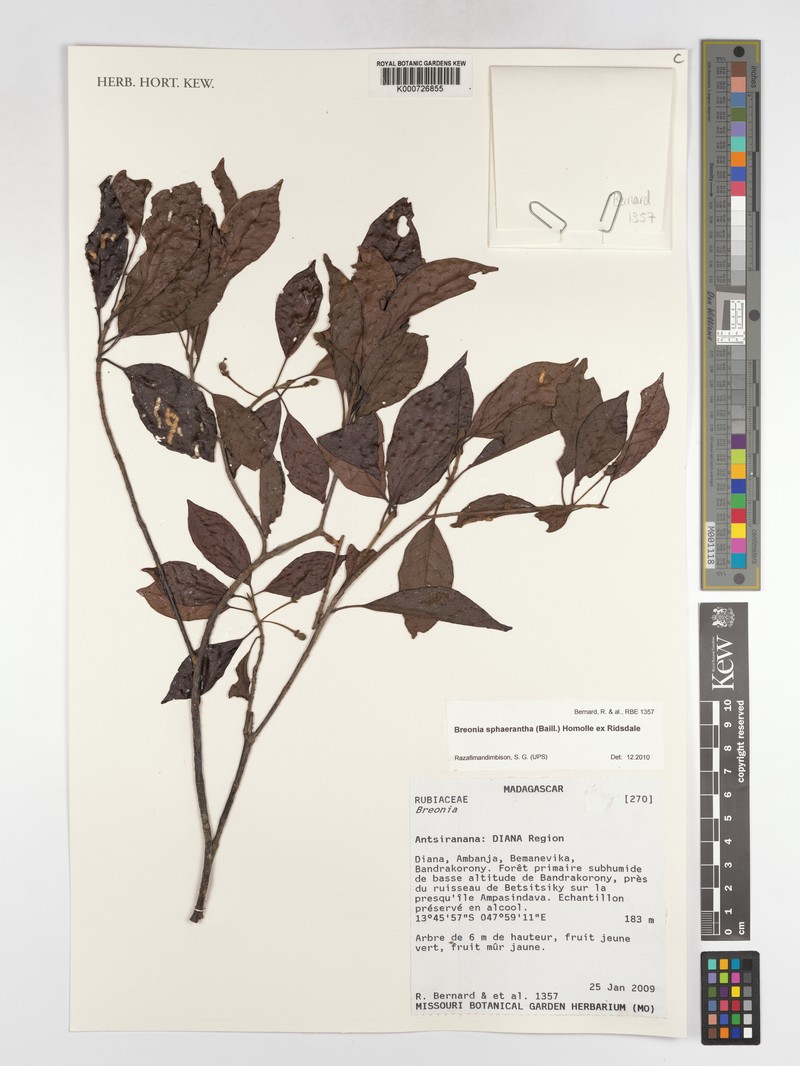 Breonia sphaerantha