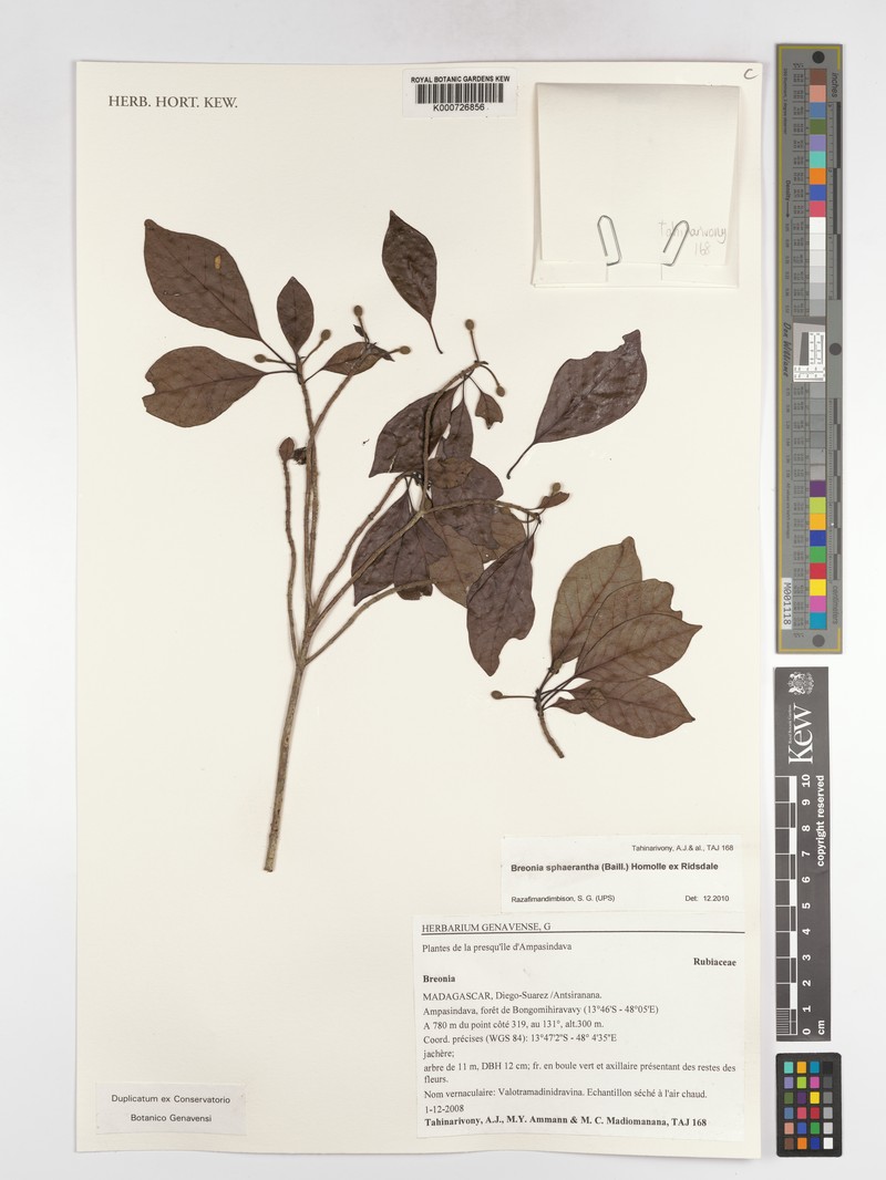 Breonia sphaerantha photo 2