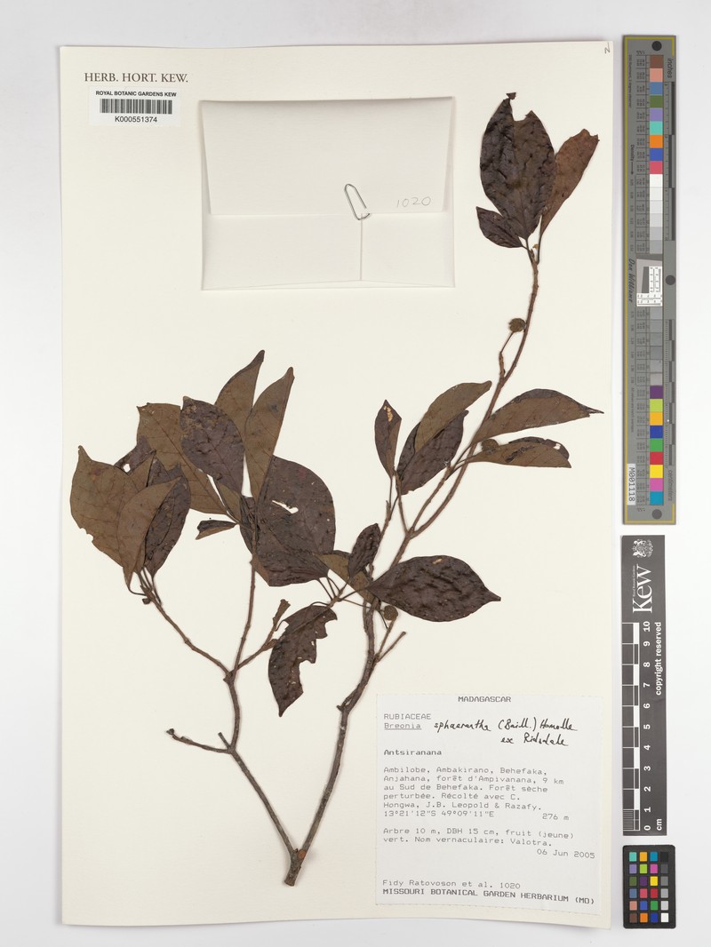 Breonia sphaerantha photo 3