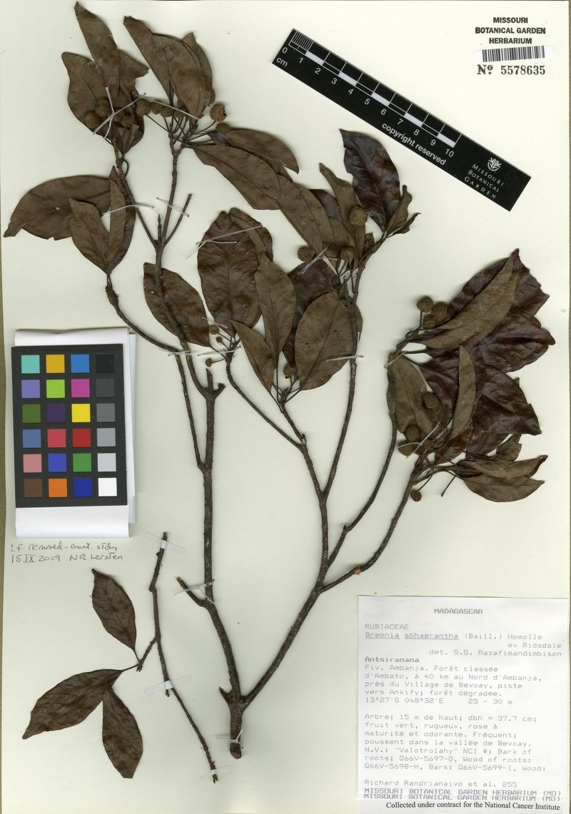 Breonia sphaerantha photo 4